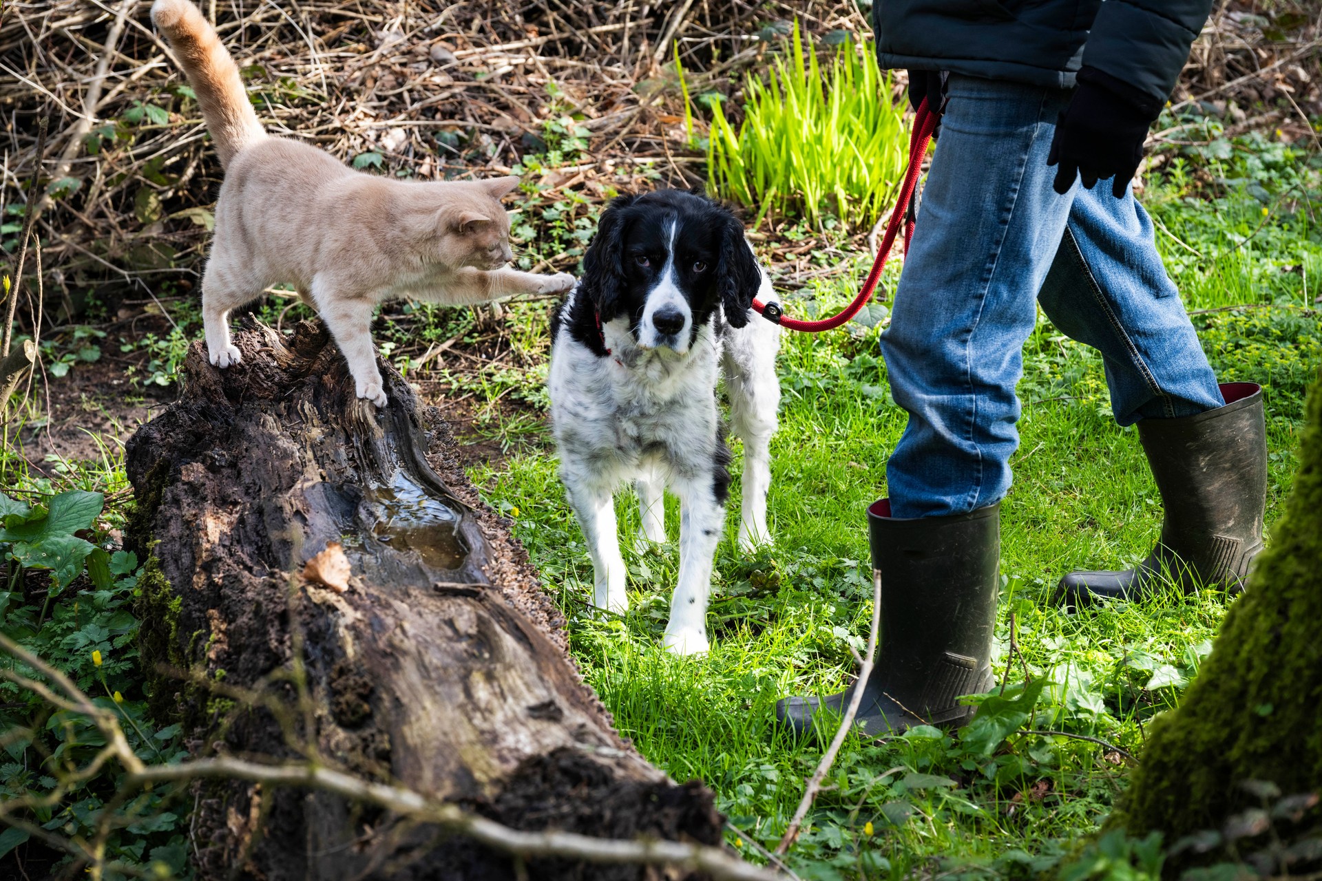 Man taking his spaniel dog and ginger cat for a walk in a woodland Stock photo