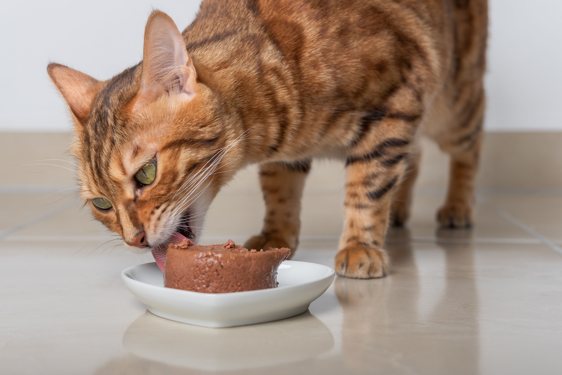 cat eats its food in the form of pate.